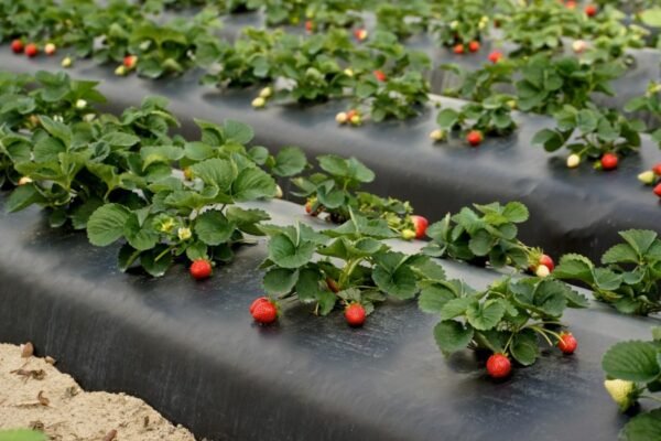 Каламбур: Визначення, Приклади та Як Використовувати у Вашій Мові Каламбур: Визначення, Приклади та Як Використовувати у Вашій Мові