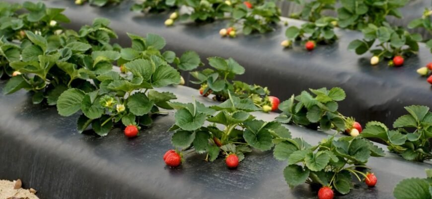 Каламбур: Визначення, Приклади та Як Використовувати у Вашій Мові