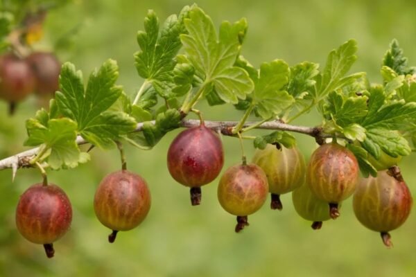 Що таке сувенір: значення, види та як правильно обрати подарунок Що таке сувенір: значення, види та як правильно обрати подарунок