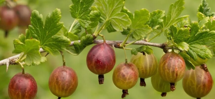 Що таке сувенір: значення, види та як правильно обрати подарунок
