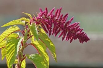 Рататуй: Історія, інгредієнти та секрети приготування французької страви