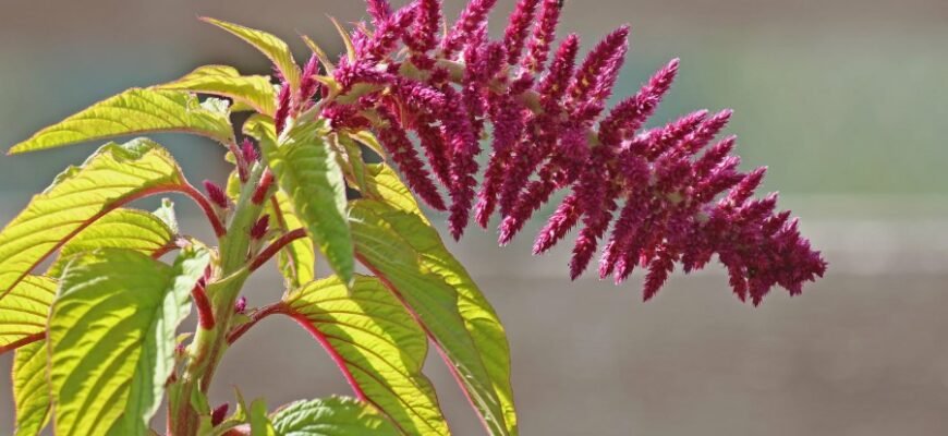 Рататуй: Історія, інгредієнти та секрети приготування французької страви