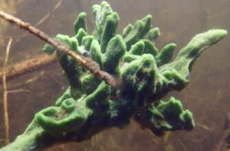 Топінамбур: користь, способи вживання та вирощування в Україні