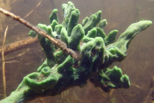 Топінамбур: користь, способи вживання та вирощування в Україні