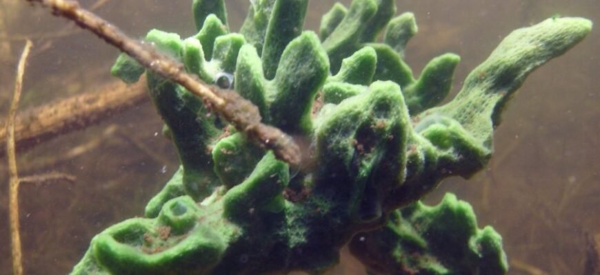 Топінамбур: користь, способи вживання та вирощування в Україні