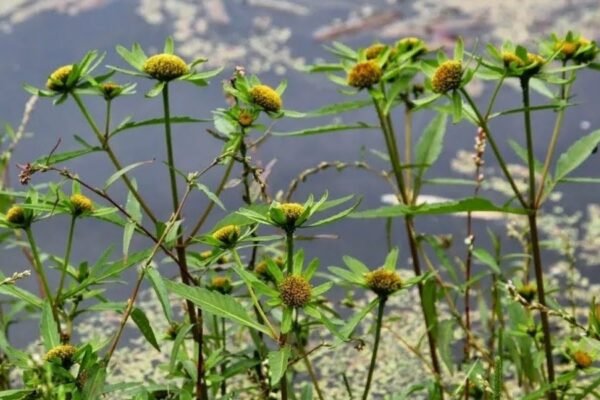 Тестостерон: Вплив, Ознаки Нестачі та Способи Підвищення Гормону