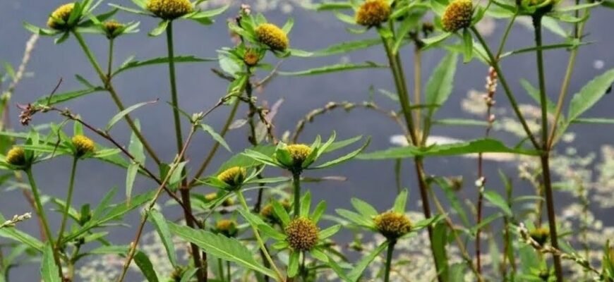 Тестостерон: Вплив, Ознаки Нестачі та Способи Підвищення Гормону