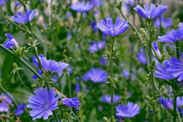 Алітерація та асонанс: приклади, значення та роль у літературі