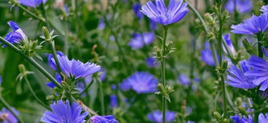 Алітерація та асонанс: приклади, значення та роль у літературі Алітерація та асонанс: приклади, значення та роль у літературі