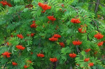 Алмази: Відкрийте Таємниці Походження та Їх Неймовірна Цінність