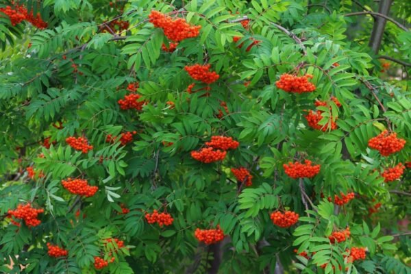 Алмази: Відкрийте Таємниці Походження та Їх Неймовірна Цінність