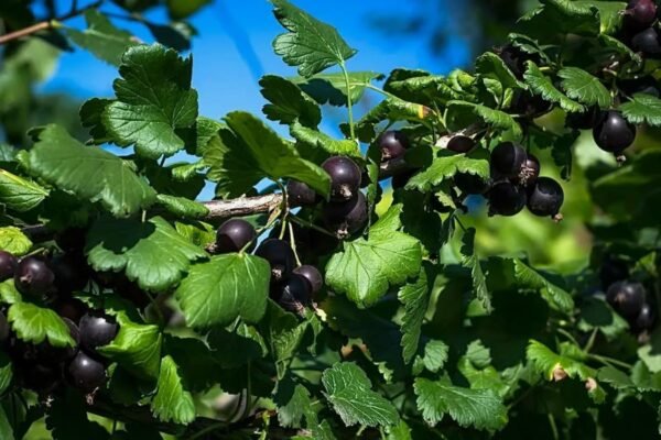 Основні переваги селери: користь, види та способи вживання