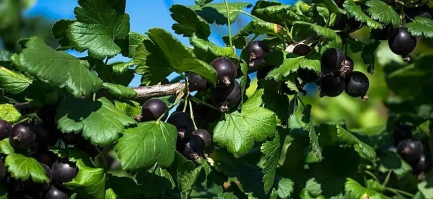 Основні переваги селери: користь, види та способи вживання