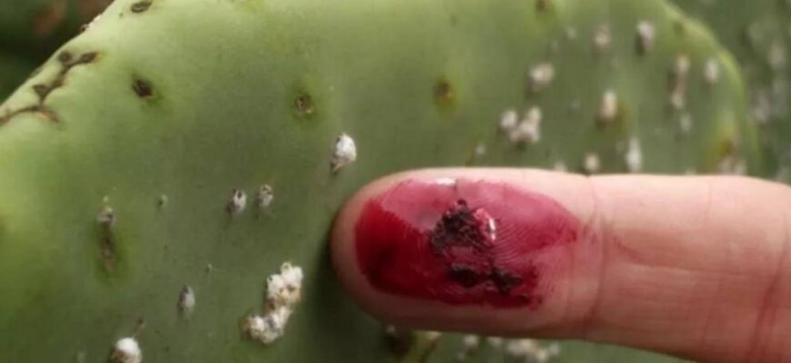 ET на дисках: що це таке та як впливає на ваш автомобіль?