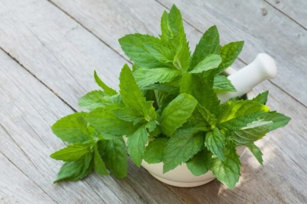 “Трускавки: Визначення, Корисні Властивості та Способи Вживання”