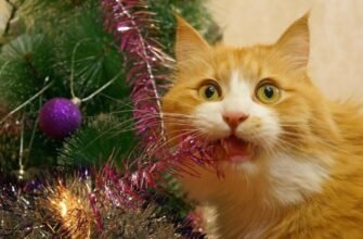 Всі секрети буріто: історія, рецепти та поради з приготування вдома