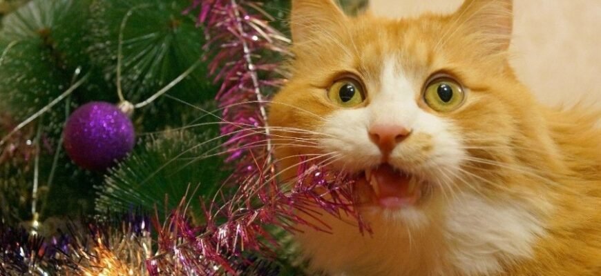 Всі секрети буріто: історія, рецепти та поради з приготування вдома Всі секрети буріто: історія, рецепти та поради з приготування вдома