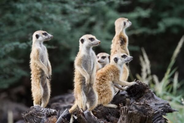 Поп-арт: Історія, Вплив та Найвідоміші Художники Стилю