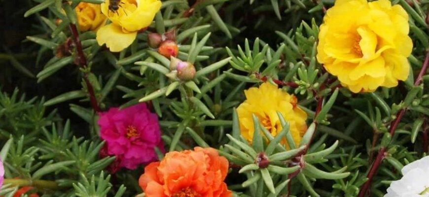 “Що таке спіраль: Визначення, види та застосування у житті”