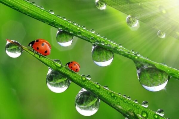 Стерлінгове срібло: Властивості, Використання та Особливості Металу