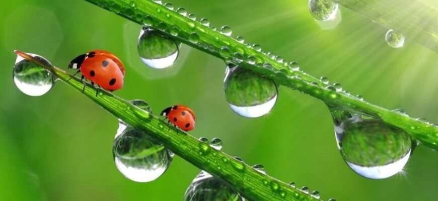 Стерлінгове срібло: Властивості, Використання та Особливості Металу