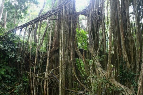 Серйозні стосунки: ключ до гармонійного та стабільного партнерства