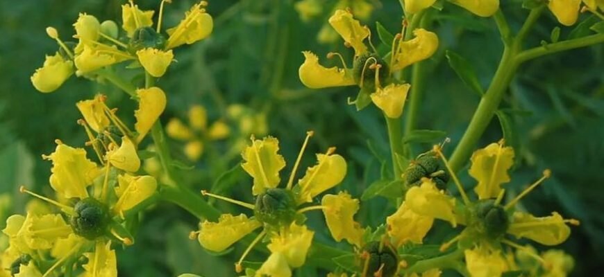 Шоу-рум: Що Це Таке і Як Він Змінює Світ Роздрібної Торгівлі?