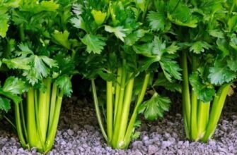 ГМО: Вплив на здоров’я та екологію – що варто знати споживачам?