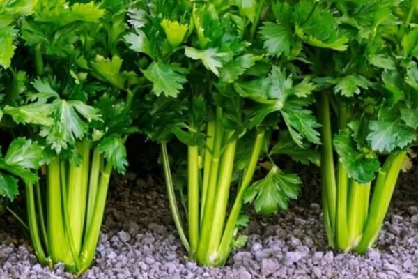 ГМО: Вплив на здоров’я та екологію – що варто знати споживачам? ГМО: Вплив на здоров’я та екологію – що варто знати споживачам?