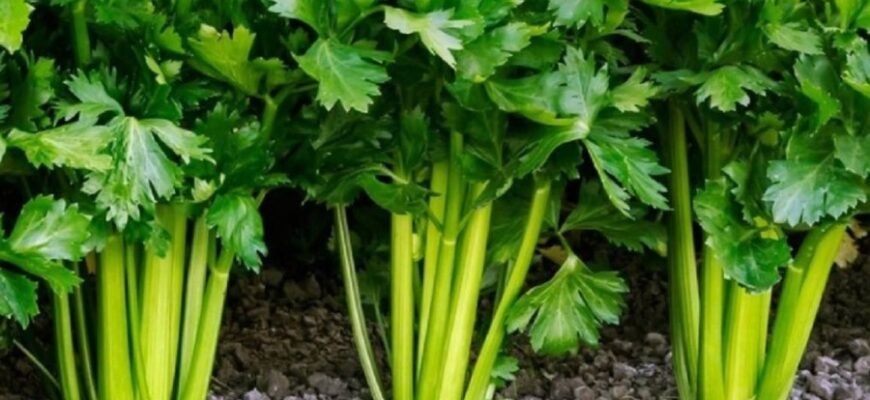 ГМО: Вплив на здоров’я та екологію – що варто знати споживачам? ГМО: Вплив на здоров’я та екологію – що варто знати споживачам?