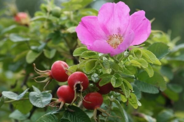 Апогей: Максимальні досягнення та їх вплив на розвиток суспільства