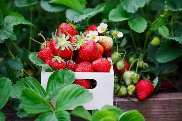 Крилаті вислови: їх значення та важливість для української мови