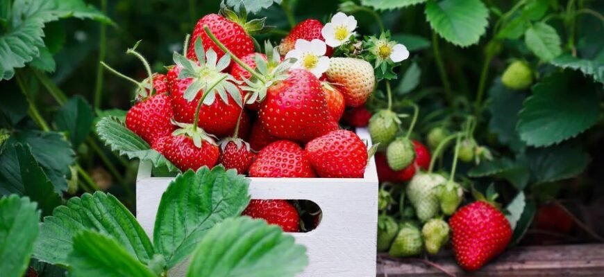 Крилаті вислови: їх значення та важливість для української мови Крилаті вислови: їх значення та важливість для української мови