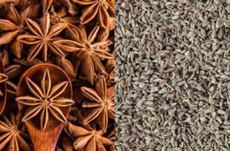 Яка різниця між анісом і бадьяном? Порівняння характеристик