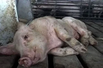 Ефективні методи лікування та профілактики хвороби Тешена