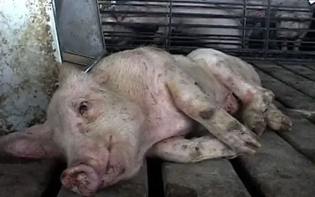 Ефективні методи лікування та профілактики хвороби Тешена