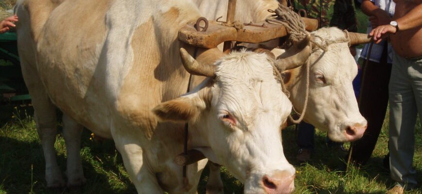 Різниця між волом і биком: основні відмінності та особливості