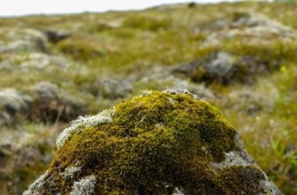 Що лікує ісландський мох: основні переваги та застосування