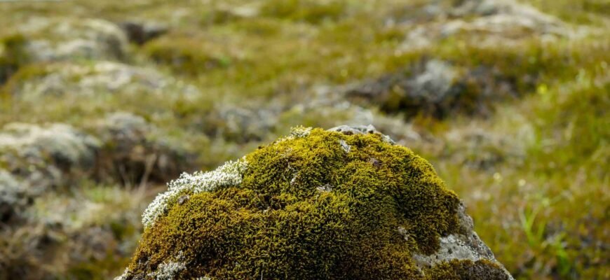 Що лікує ісландський мох: основні переваги та застосування