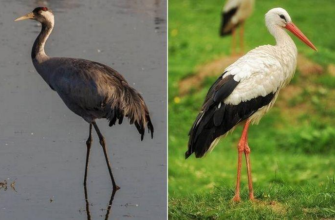 Яка різниця між лелекою і журавлем? Основні відмінності пояснені