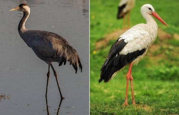 Яка різниця між лелекою і журавлем? Основні відмінності пояснені Яка різниця між лелекою і журавлем? Основні відмінності пояснені