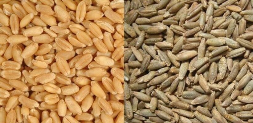 Жито і пшениця: в чому різниця між цими зерновими культурами?