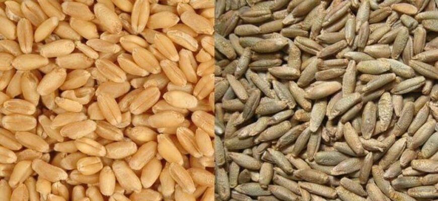 Жито і пшениця: в чому різниця між цими зерновими культурами?