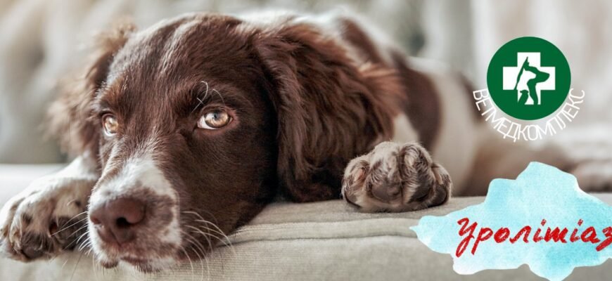 Сечокам’яна хвороба у собак: причини, симптоми та лікування Сечокам’яна хвороба у собак: причини, симптоми та лікування