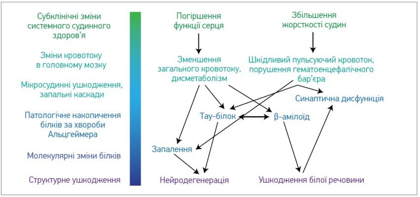 Дисметаболічні зміни міокарда: причини, симптоми та лікування