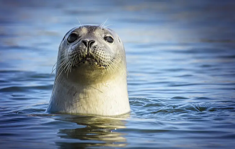 Тюлені-геймери показали, як орієнтуються під водою - відео - ZN.ua