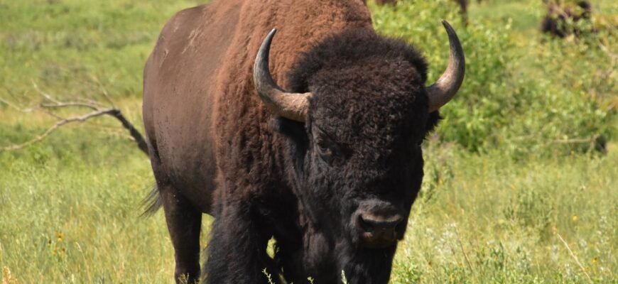 10 захоплюючих фактів про бізонів: історія, поведінка, середовище 10 захоплюючих фактів про бізонів: історія, поведінка, середовище