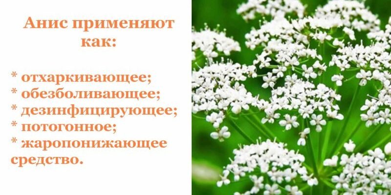Аніс: лікувальні властивості та користь для вашого здоров’я Аніс: лікувальні властивості та користь для вашого здоров’я