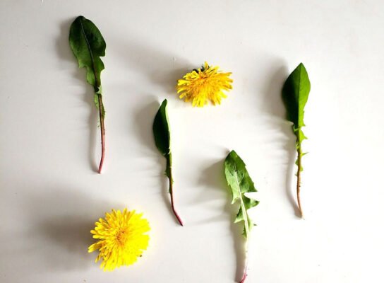 Балабан: Лікувальні Властивості та Застосування Цінної Рослини