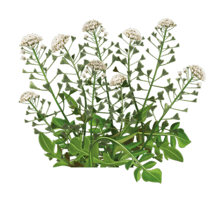 Борова матка: лікувальні властивості та застосування в медицині